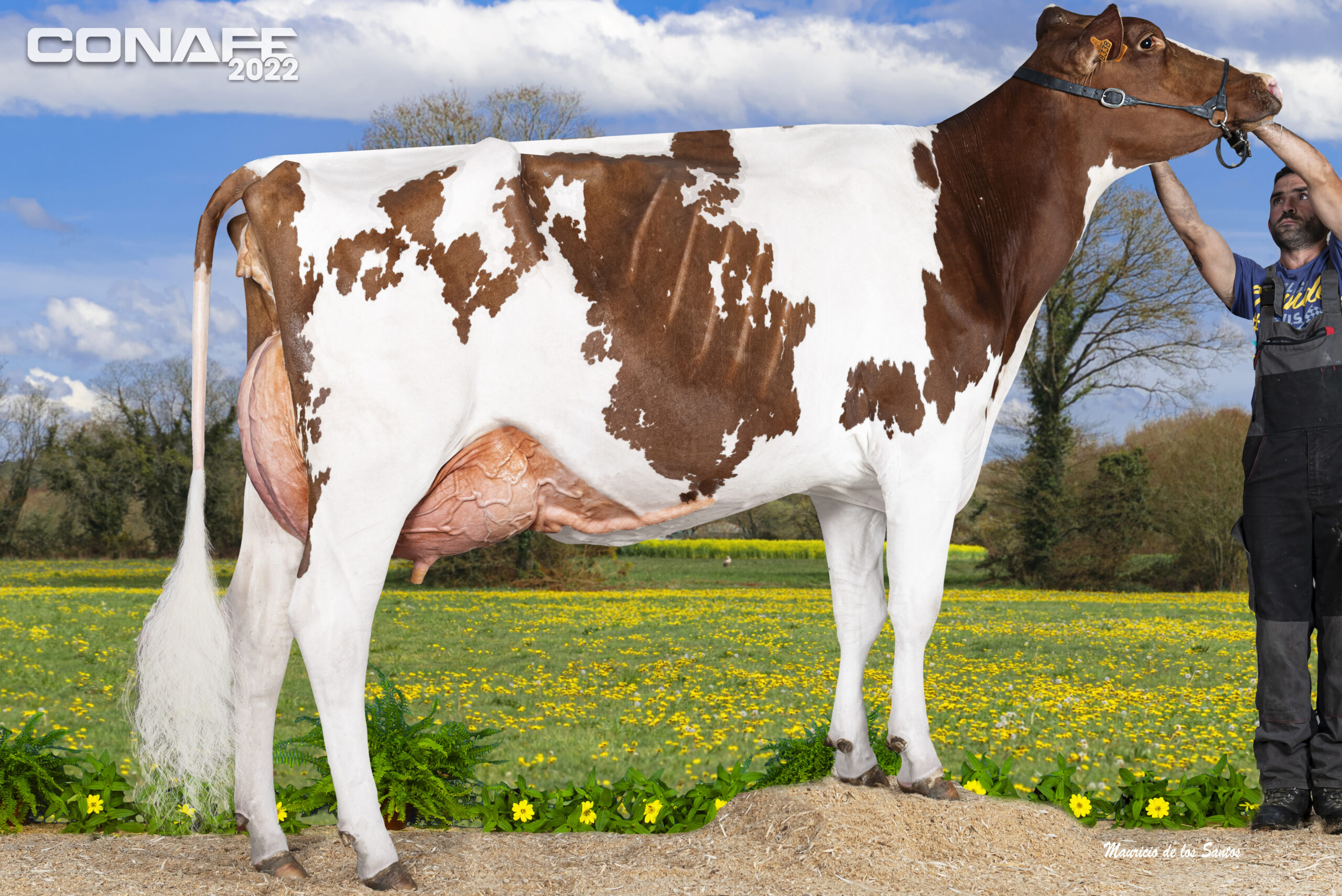 2022 CONAFE Red Holstein Champion Cow (Spain)