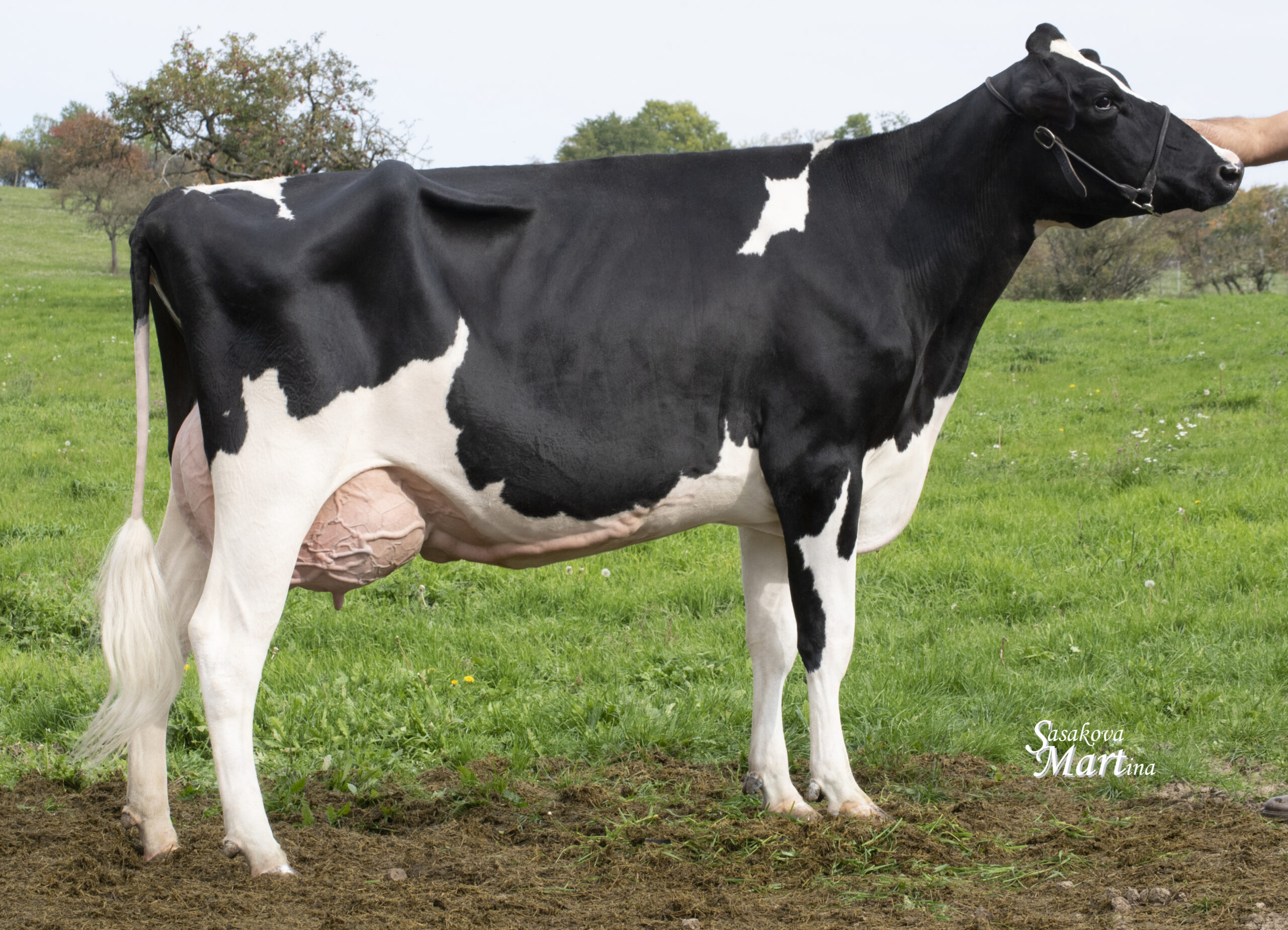 2022 Champion Holstein Cow (Slovakia)