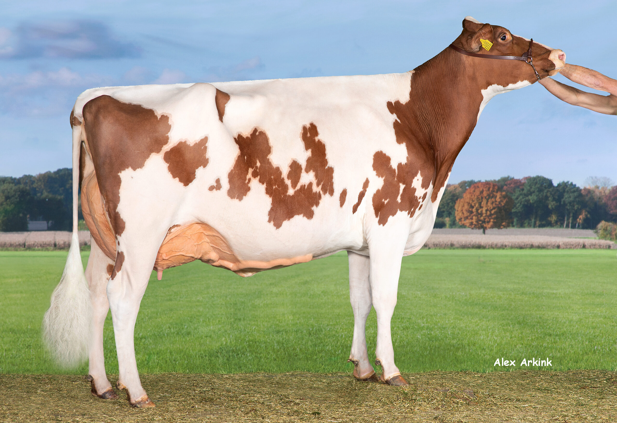 Twente Dairies Incredibull Mel