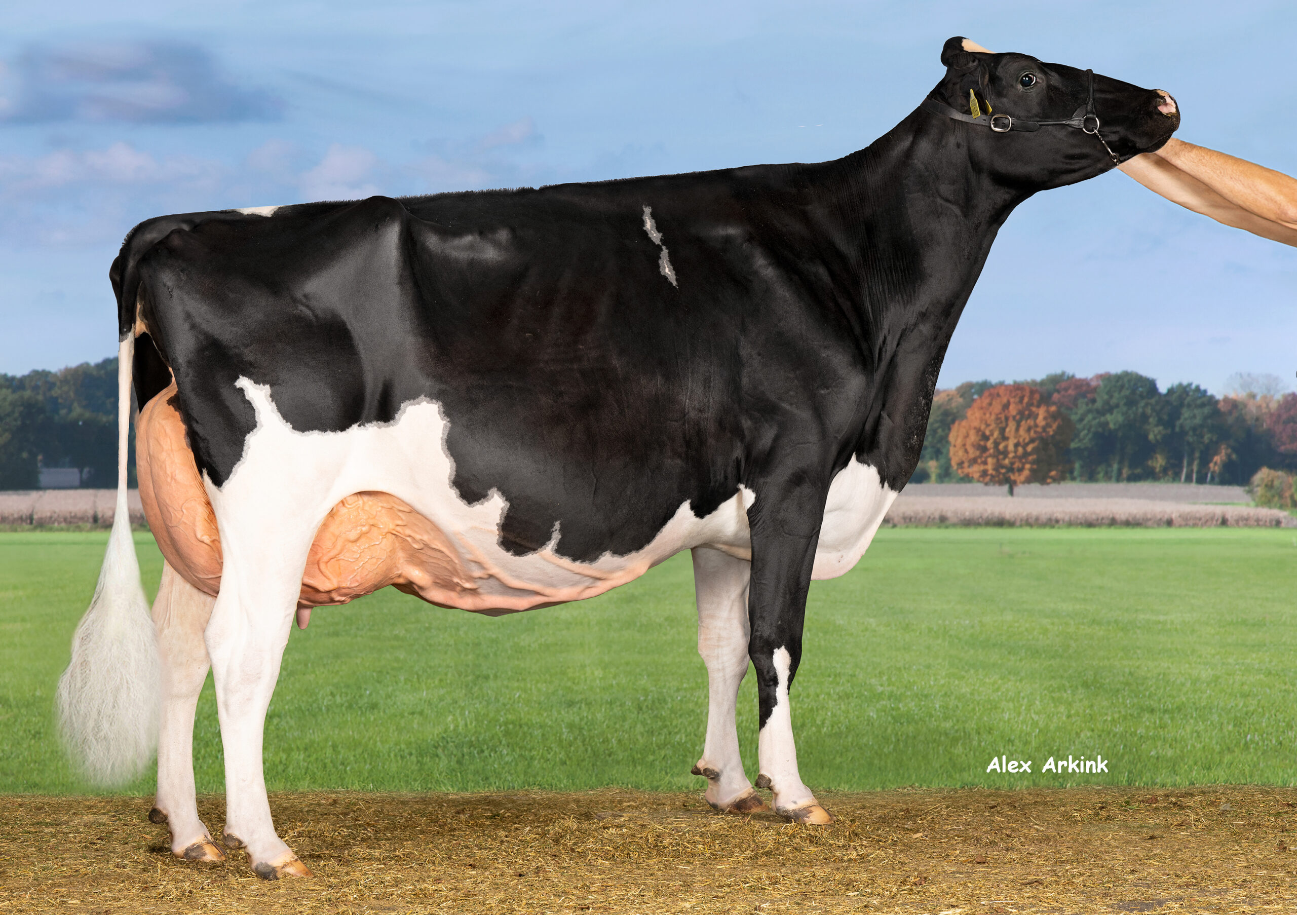 Bons-Holsteins Koba 245